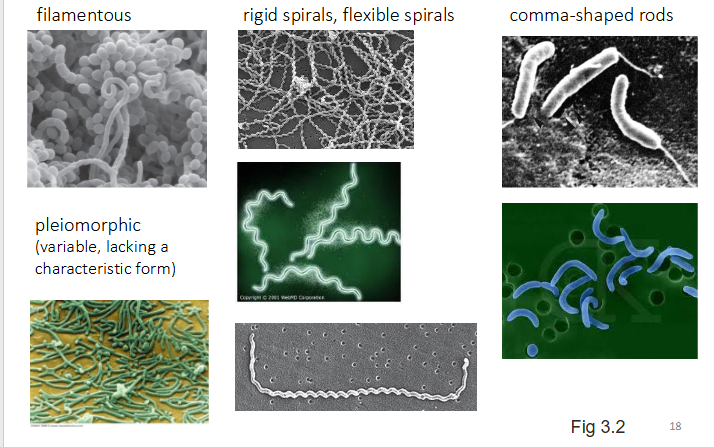 <p>- filamentous</p><p>- rigid spirals, flexible spirals</p><p>- comma-shaped rods</p><p>- pleiomorphic (variable, lacking a characteristic form)</p>