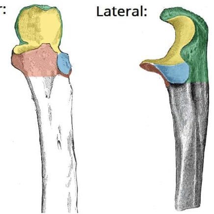 <p>whats the blue? </p>