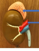 <p>name the parts</p>