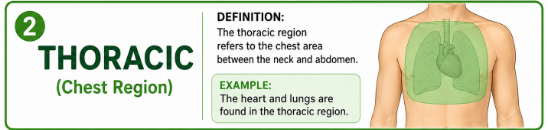 <p>The chest region.</p>
