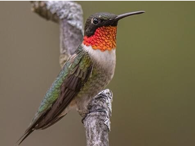 <p>What Bird Species is this?</p>