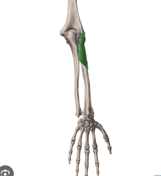 <p><mark>a deep muscle in the posterior compartment of the forearm that rotates the radius to turn the palm upward</mark> (<strong>supination)</strong></p><ul><li><p>below the extensor muscles</p></li><li><p>seen posteriorly</p></li></ul><p></p>