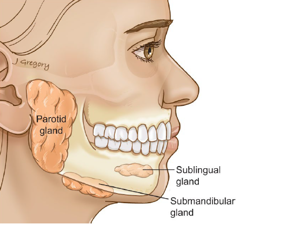 <p>major salivary glands</p>