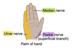 <p>radial nerve</p>