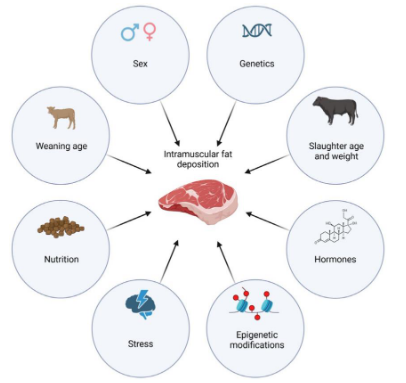 <p>Factors affecting fat deposition → Breed differences in fattening</p>