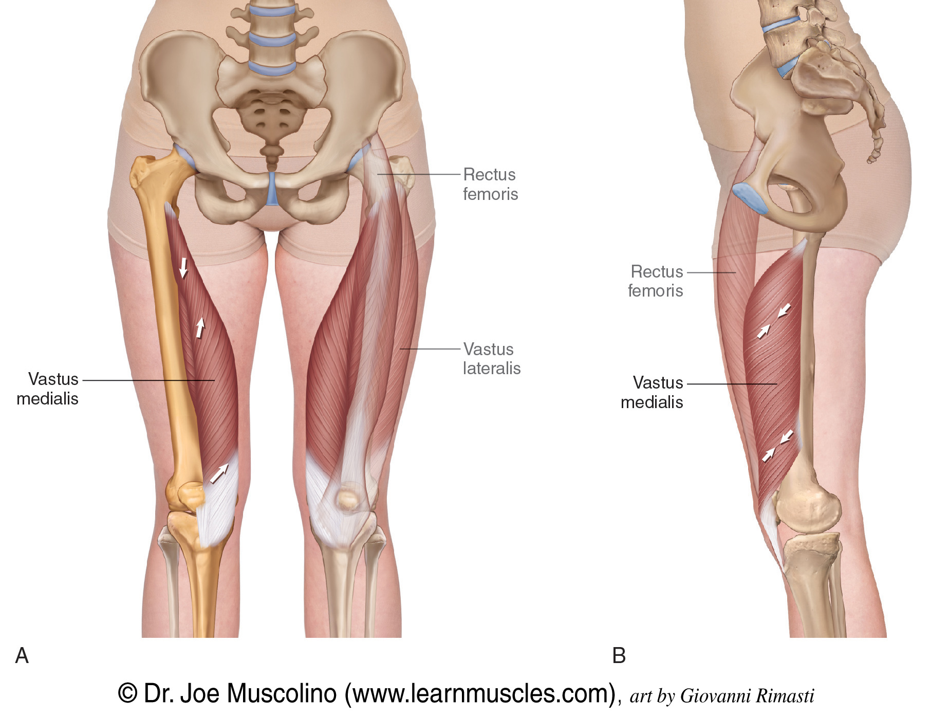 <p>vastus medialis </p>