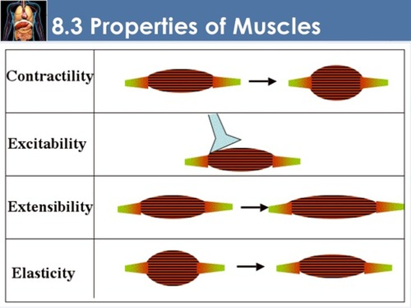 <p>Nerve signals or other stimuli excite muscle cells, causing electrical impulses to travel along the cells' plasma membrane. These impulses initiate contraction in muscle cells.</p>