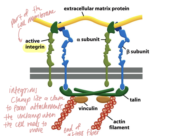 <p>Actin filaments attach cells to the extracellular matrix through <strong>focal adhesions</strong>, which physically connect intracellular actin to extracellular proteins through membrane proteins such as integrins.</p><p>The diagram in lecture shows:</p><p><strong>extracellular matrix → integrin → talin/vinculin → actin filament</strong></p><p>🔎 What this means:</p><p>The extracellular matrix (ECM) is the supportive material outside cells.</p><p>A <strong>focal adhesion</strong> is basically a strong attachment point between the inside of the cell and that outside matrix.</p><p><strong>Integrins</strong> are membrane proteins that span the plasma membrane:</p><p>- one side interacts outside the cell</p><p>- the other side connects indirectly to actin inside the cell</p><p>That means the cell can both <strong>anchor itself </strong>and use actin-generated force against its surroundings.</p><p>💡 Analogy:</p><p>Focal adhesion = a wall anchor.</p><p>ECM 🧱 ← integrin/attachment proteins → actin rope 🪢</p>