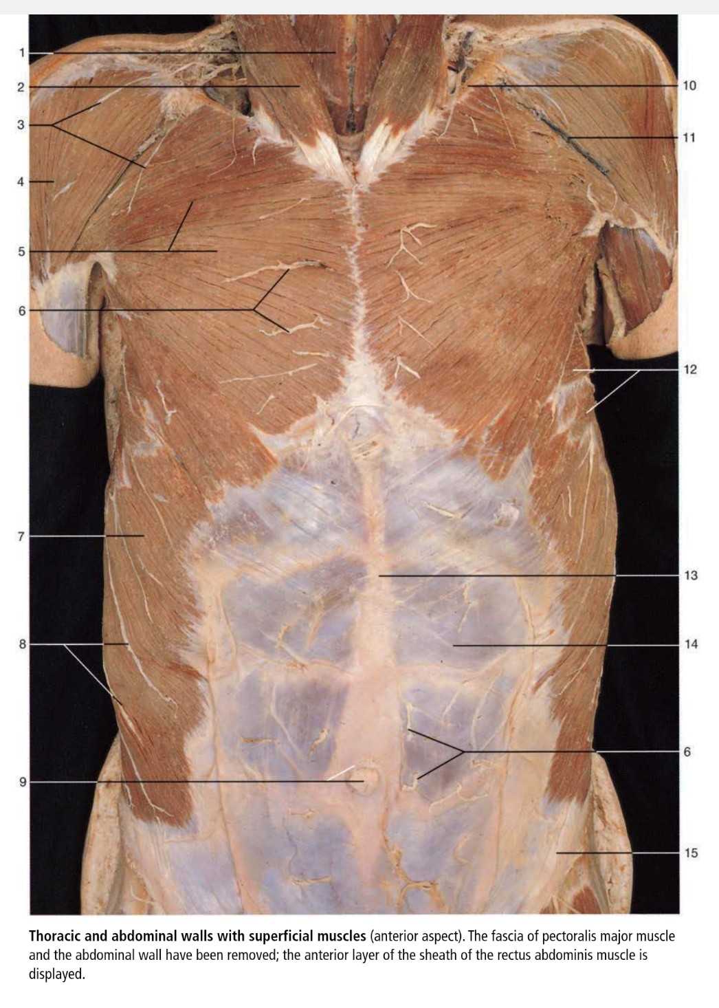 <p>12</p>