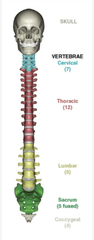 <p>33 bones</p>