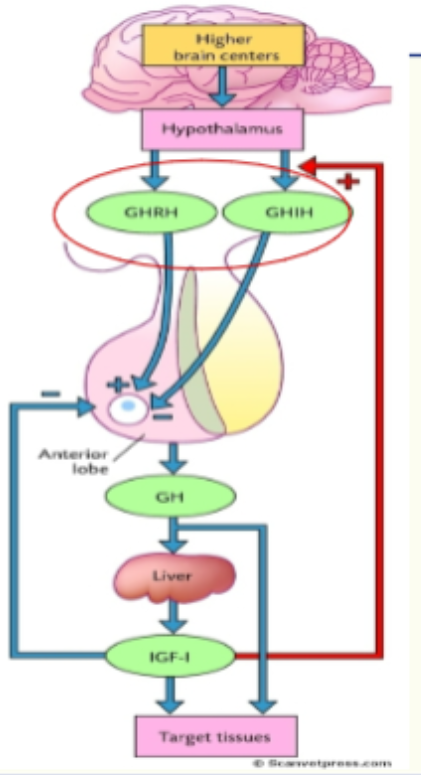 <p>GNRH + GNIH (somatostatin) </p><p>released by hypothalamus, negative feedback loop to hypothalamys and adenohypophysis. </p><p>also stimulates insulin growth factor 1 (IGF1) from the liver, this stimulates effects of growth hormone. </p>