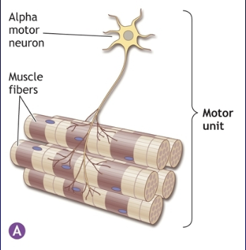<p>Approximately 250 million muscle fibers and 450,000 motor neurons. Every muscle fiber is connected to a motor neuron, and each motor neuron connects to multiple fibers.</p>