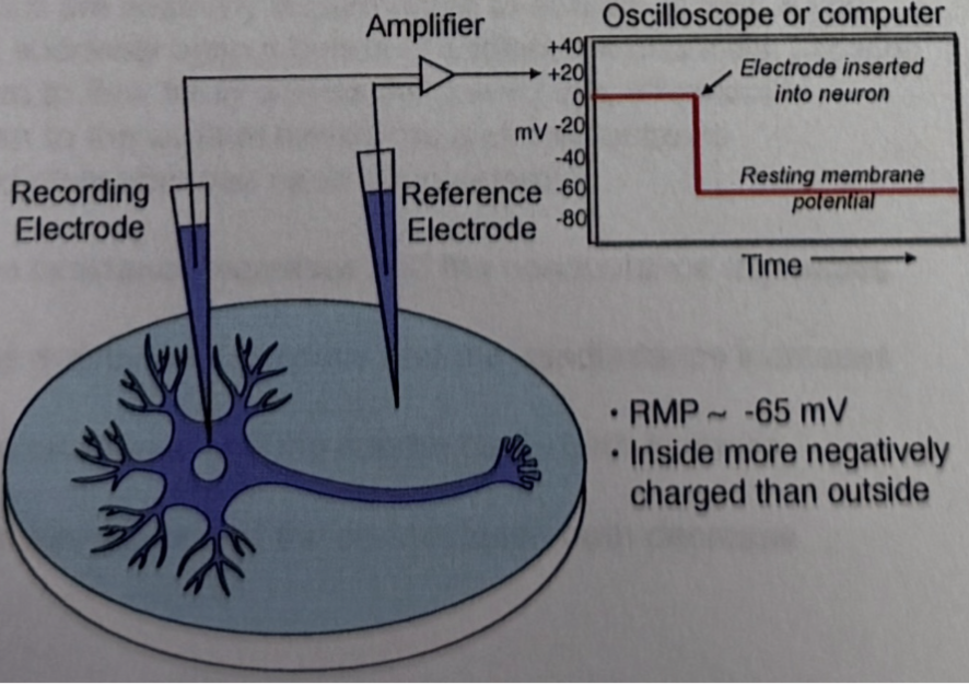 <ul><li><p>Extracted brain from organism and kept brain alive and sliced brain and put slice on dish and zoomed in using microscope to look at neuron</p></li><li><p>To measure electrical signals of neurons take a glass pipette (recording electrode) and stab it into the neuron (intracellular space)</p></li><li><p>Another glass pipette is stabbed in the bath solution (reference electrode)</p></li><li><p>They both go through an amplifier so we can measure difference inside and outside of cells</p><ul><li><p>RMP is (inside-outside)</p></li></ul></li></ul><p></p>