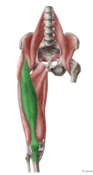 <p>Extends knee. Flexes hip.</p>