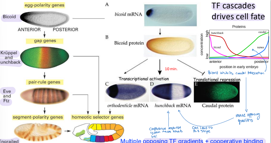 <ol><li><p>bicoid (anterior → posterior)</p></li><li><p>kruppel &amp; hunchback (gap genes)</p></li><li><p>Eve &amp; ftz (pair-rule gene)</p></li><li><p>Caudal (posterior → anterior)</p></li><li><p>Nanos (posterior → anterior)</p><ol><li><p>both bicoid and nanos comes from the mother laying mRNA </p></li></ol></li><li><p>the opossing TF gradients + cooperative binding sharpen transitions of gene expression!</p></li></ol><p></p>