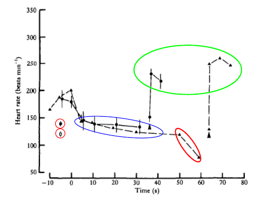 <p>No, not normal diving, but involves tachycardia (fast) - tested in Humboldt</p><p>In some cases, they can - constant argument, no natural data, all forced </p>