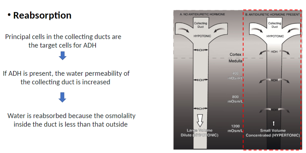 <p><strong>Target Cells</strong><br> <strong>Principal cells</strong> in <strong>collecting duct</strong> are <strong>target cells for ADH (antidiuretic hormone)</strong></p><p><strong>With ADH Present</strong><br> <strong>Water permeability</strong> of <strong>collecting duct</strong> <strong>increases</strong></p><p><strong>Water Movement</strong><br> <strong>Water is reabsorbed</strong> from <strong>tubular fluid</strong><br> Because <strong>osmolality inside duct</strong> is <strong>lower than osmolality in surrounding medulla</strong><br> (<strong>osmolality</strong> = concentration of dissolved solutes)</p><p><strong>Key Concept</strong><br> <strong>ADH increases water reabsorption</strong>, producing <strong>smaller volume of more concentrated urine</strong></p>