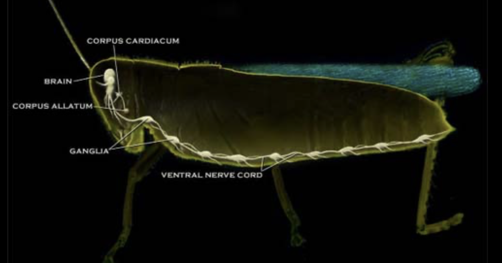 <p>Corpus allatum</p>