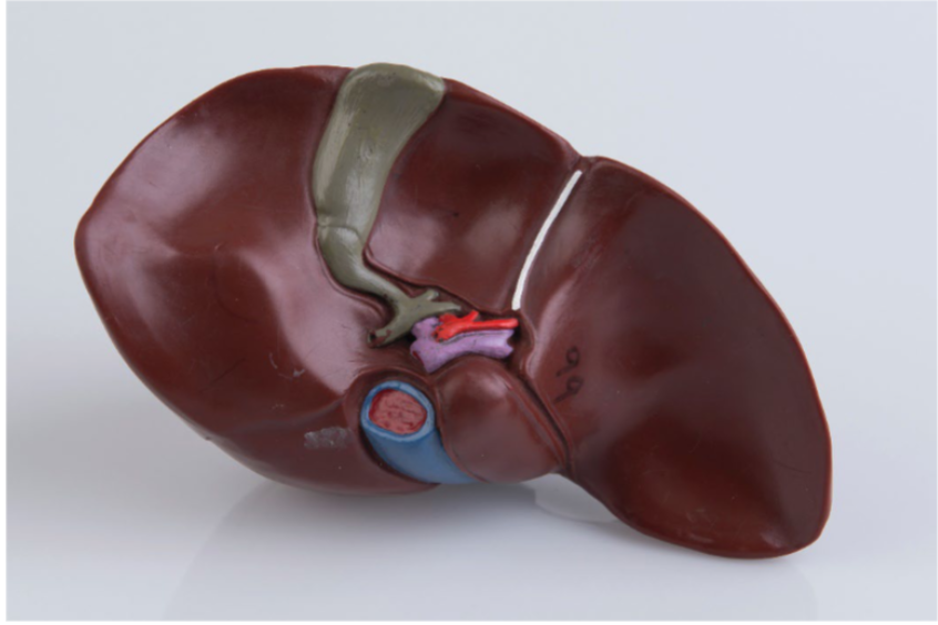 <p>right lobe</p>