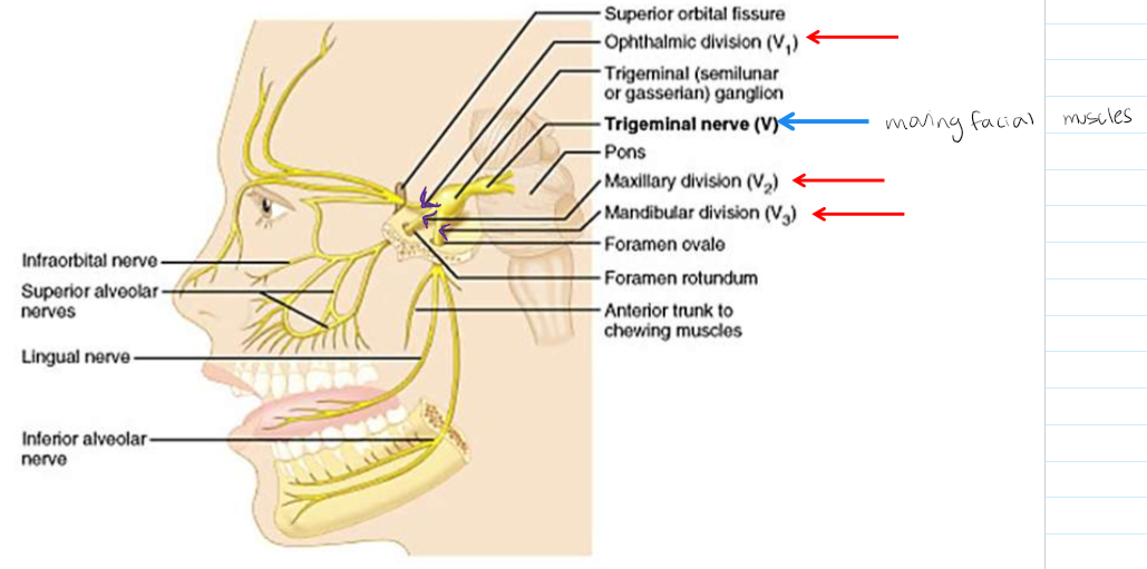 <p>This is the main sensory nerve of the face. It has a large branch that passes through the foramen ovale of the skull. It has three parts. </p>