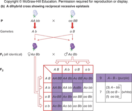 <p>Reciprocal Recessive</p>