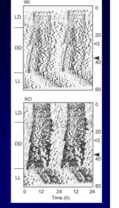 <p>phase shift</p>