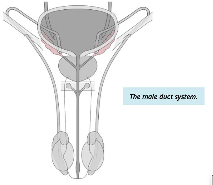 <p>Describe seminal vescile </p>