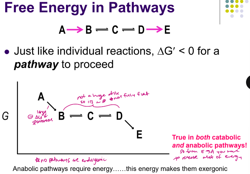 <p>∆G –ve irreversible, Enzyme “slow”, insufficient catalytic activity, Enzyme regulated, Rate limiting, Can be reversed (in a test tube) by increasing [B], first and last rxn are usually irriversable and far from equilibrium </p><p>∆G ~ 0 Reversible, Enzyme “on”, Rate driven by [C] and [D]</p><ul><li><p> Each individual reaction obeys thermodynamic laws: Free energy change must be negative (∆G < 0) to proceed forward</p></li></ul><p>see slide 41</p>