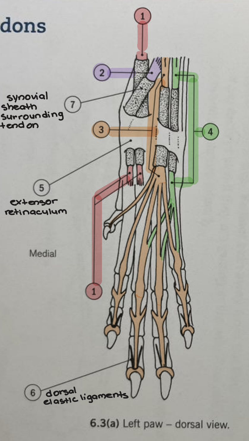 <p><strong>Forepaw Muscles &amp; Tendons (Dorsal View) </strong></p><ul><li><p>Identify 1</p></li></ul><p></p>