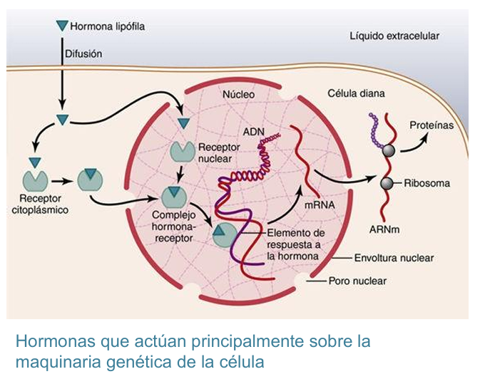 <ol><li><p>La hormona esteroidea difunde a través de la membrana y entra en el citoplasma celular, donde se une a una proteína receptora específica. </p></li><li><p>El complejo proteína receptora-hormona difunde o es transportado al núcleo. </p></li><li><p>El complejo se une a regiones específicas de las cadenas de ADN de los cromosomas, activando el proceso de transcripción de determinados genes para la formación de ARNm. </p></li><li><p>El ARNm difunde al citoplasma, donde activa el proceso de traducción en los ribosomas para formar nuevas proteínas.</p></li></ol><p></p>