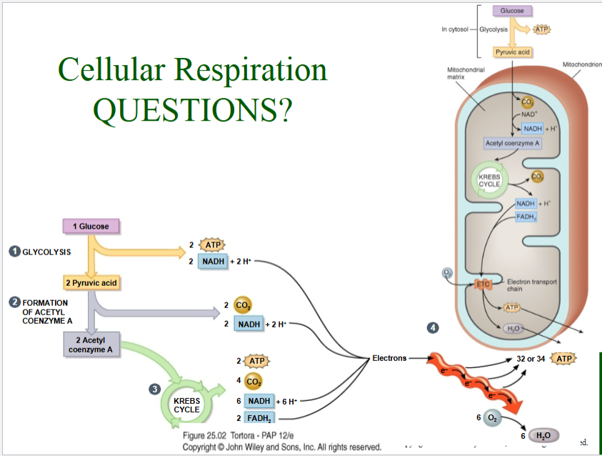 <p>Summary of Cellular Respiration</p>