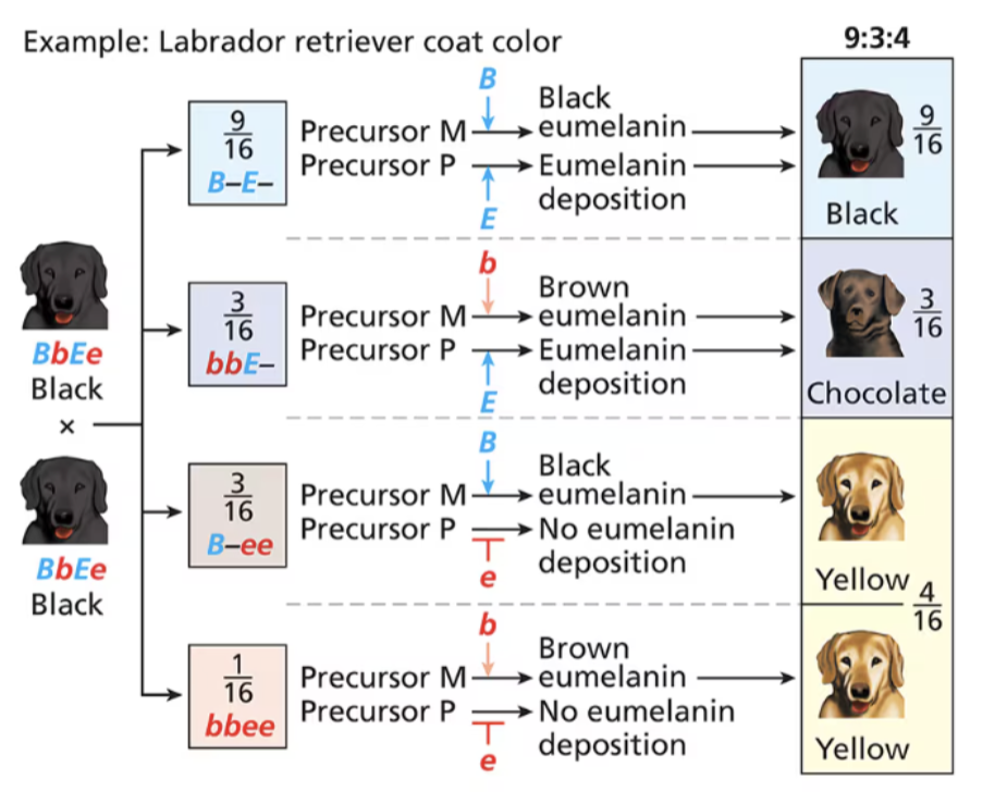 <p><span style="background-color: transparent;">A characteristic ratio of phenotypes produced by the interaction of two genes that control a trait in which alleles of one gene mask or reduce the expression of alleles of a second gene&nbsp;</span></p><ul><li><p>9:3:4</p></li></ul><p></p>