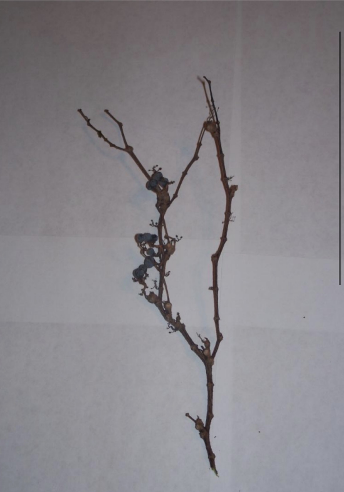 <p>What is this branch?</p>