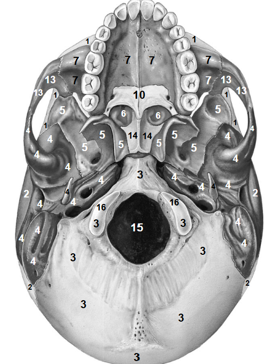 <p>What bone is at ‘10’?</p>
