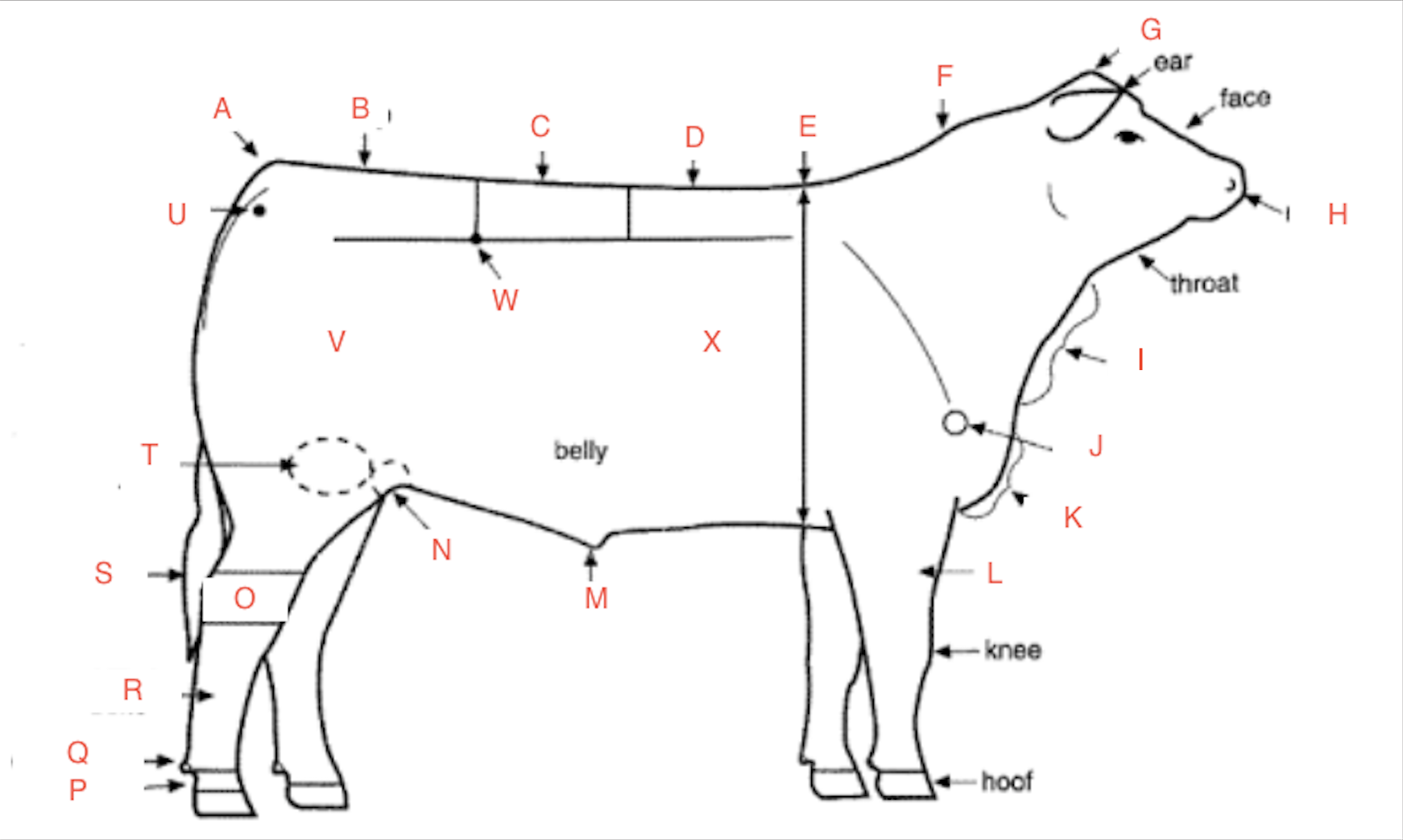 <p>what is the anatomy of the cow</p>