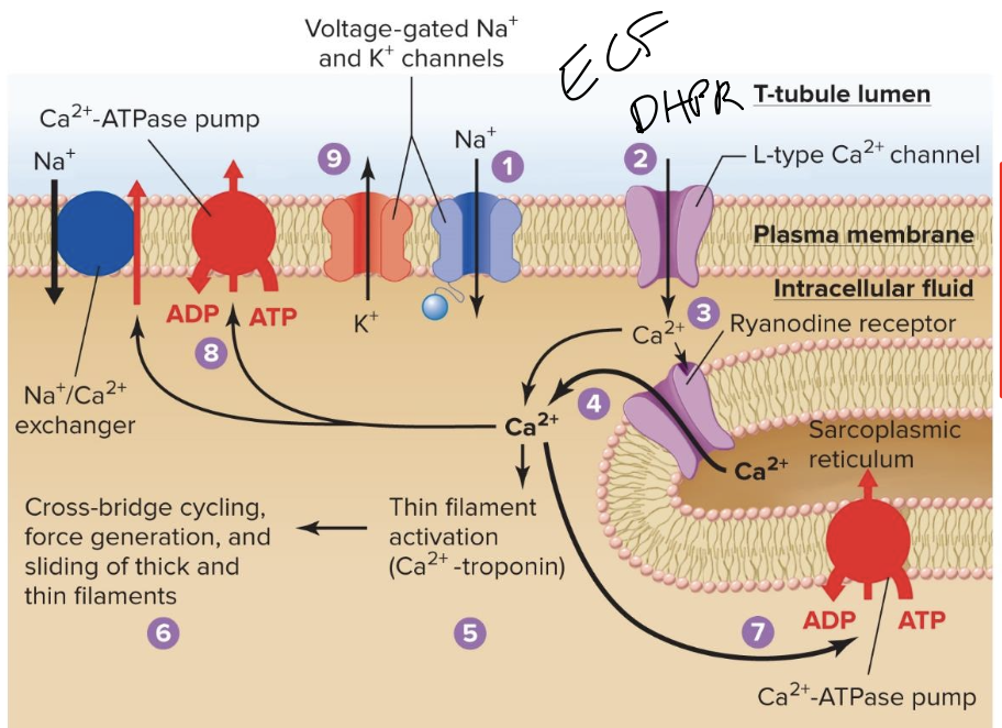 <ol><li><p>The membrane is depolarized by Na+ entry as an action potential begins= excitation, no neuronal input is required</p></li><li><p>Depolarization opens L-type Ca2+ channels in T-tubules</p></li><li><p>small amount of “trigger” Ca2+ enter the cytosol, contributing to cell depolarization. That trigger Ca2+ binds to and opens ryanodine receptor Ca2+ channels in sarcoplasmic reticulum membrane</p></li><li><p>Ca2+ flows into the cytosol, increasing Ca2+ concentration </p></li><li><p>Binding of Ca2+ to troponin exposes cross bridge binding sites on thin filaments</p></li><li><p>cross bridge cycling causes force generation and sliding of thick and thin filaments (contraction)</p></li><li><p>Ca2+-ATPase pumps return Ca2+ to the sarcoplssmic reticulum </p></li><li><p>CA ATPase pumps and Na/Ca exchangers remove Ca from the cell </p></li><li><p>The membrane is repolarized when K+ exits to end the action potential </p></li></ol><p></p>
