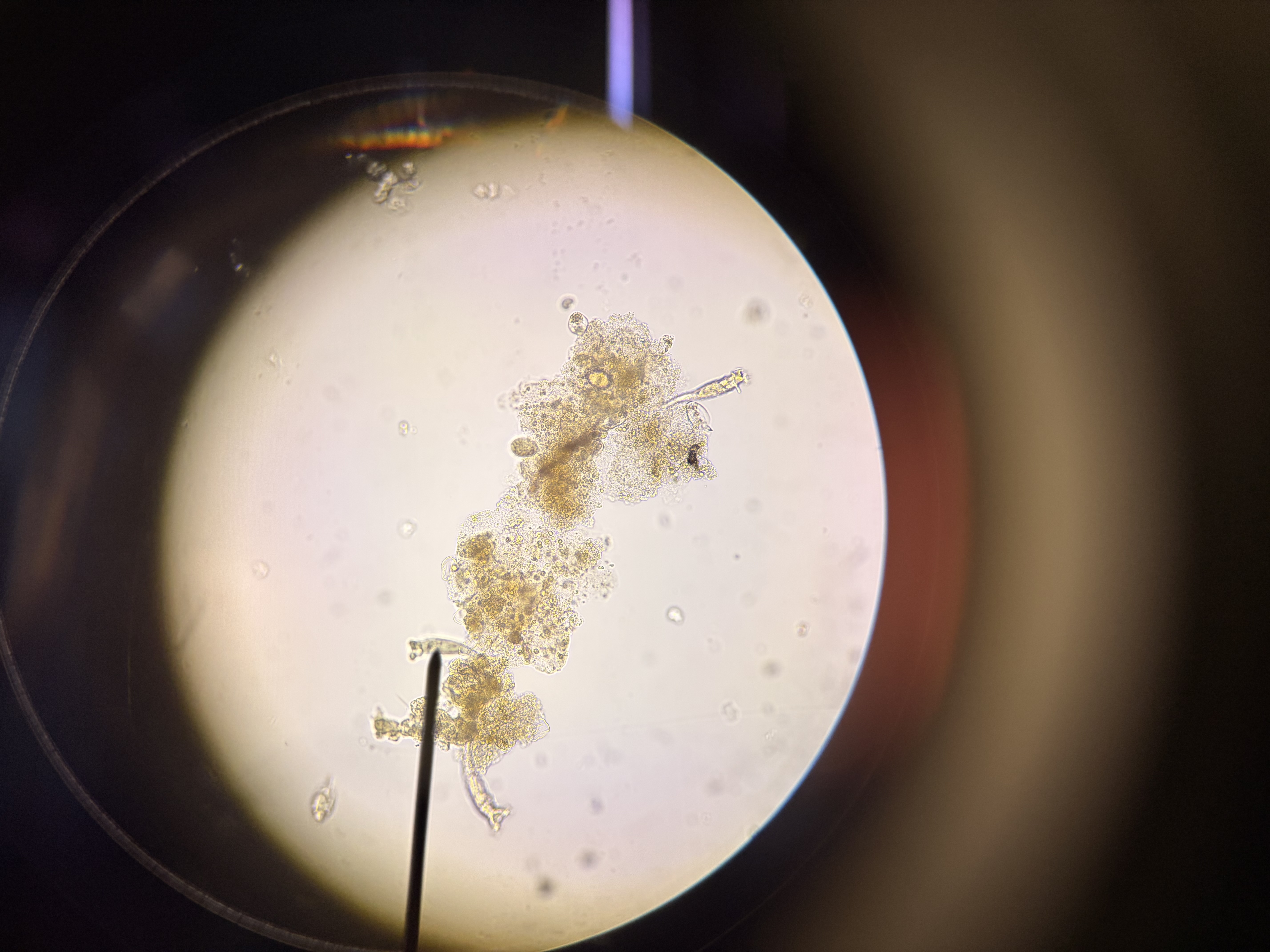 <p>What phylum do these organisms belong to?</p>