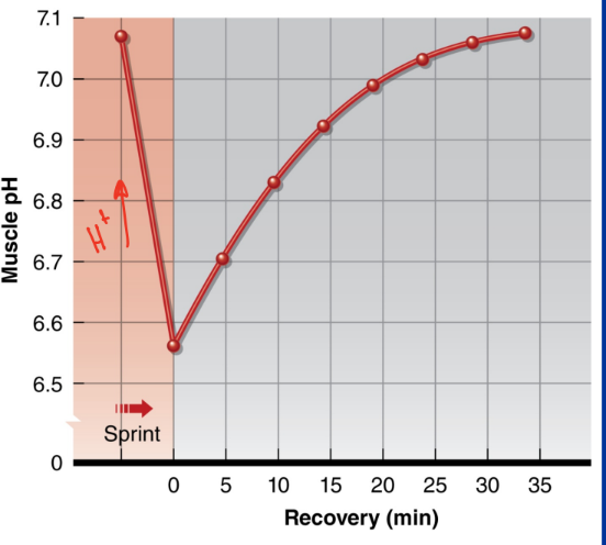 <p>What is the effect of low pH from metabolic byproducts on fatigue? </p>