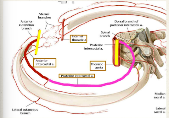 <ul><li><p>Anterior and posterior intercostal artery/vein meets in the middle and <span style="color: red;">anastomosis</span> (connection/bridge)</p></li><li><p>Supplies: <span style="color: red;">intercostal muscles, parietal pleura, skin, breast tissue </span>(in 2nd, 3rd and 4th)</p></li></ul><p></p>