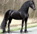 <p>welk type paard is dit</p>