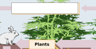 <p>nitrogen cycle: name the step</p>