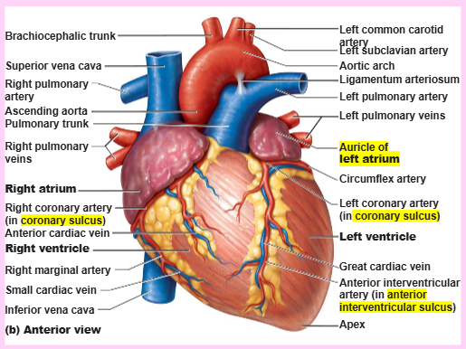 <p>interventricular sulci</p>