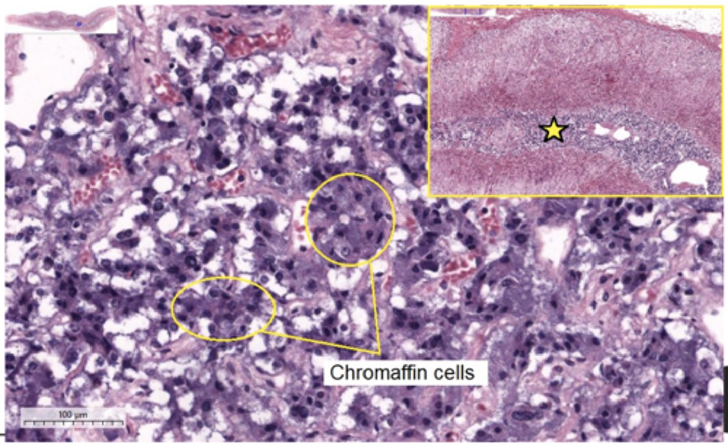 <p>Identify the region of the organ</p>