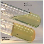<ol><li><p>what test is this?/ what does it test for?</p></li><li><p>what media is this?</p></li><li><p>+ 4. which is a positive and negative result and explain what’s happening to yield such results</p></li></ol><p></p>