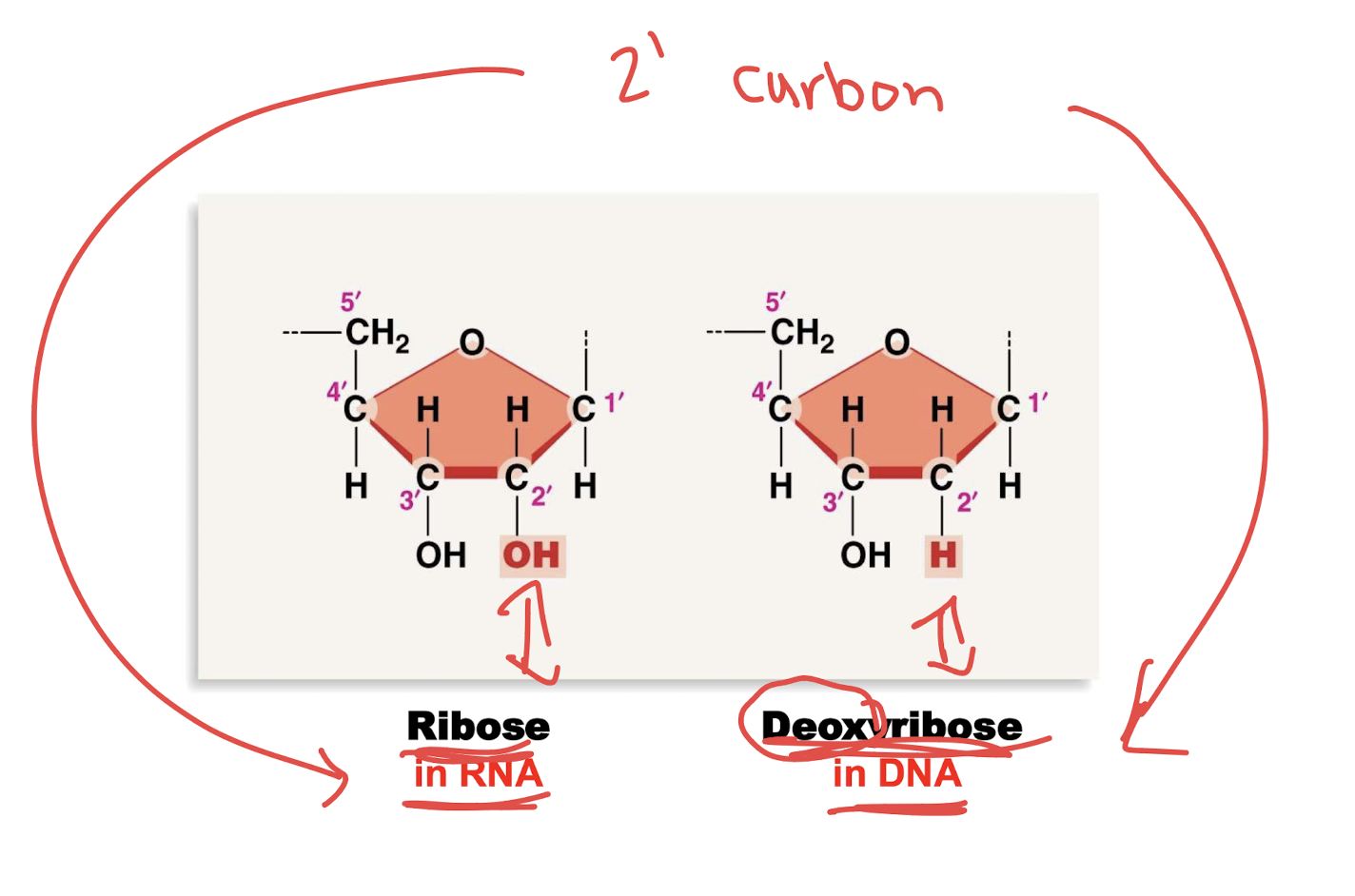 <p>(in RNA) an OH at the 2’ carbon</p>