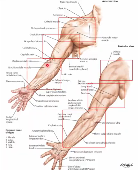 <p>Shoulder - consists of pectoral, scapular, and deltoid organs</p><p>Arm</p><p>Forearm</p><p>Hand</p>