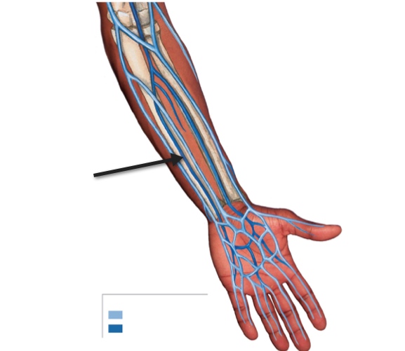 <p>Name the structure</p>