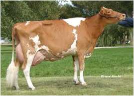 <p>Medium-framed British dairy breed with golden/white coat ranks 2nd in milk fat production.</p>