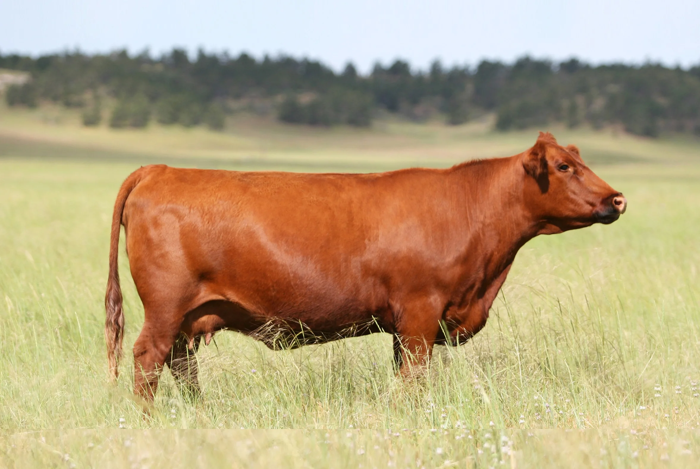 <p>Angus breed developed in the US to cope with heat</p>