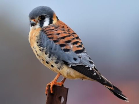 <p>Species, family, order?</p>